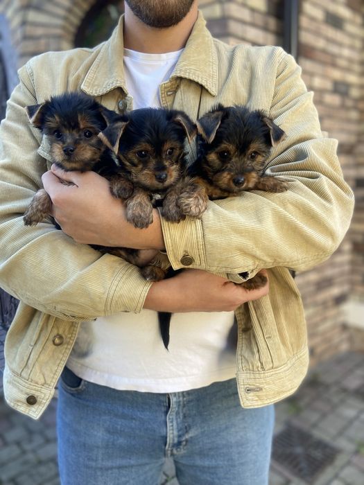 Маленькі йорки хлопчики та дівчатка