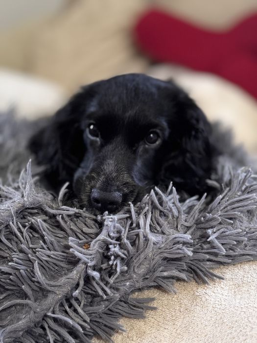 ROXY Cocker Spaniel Angielski - suczka