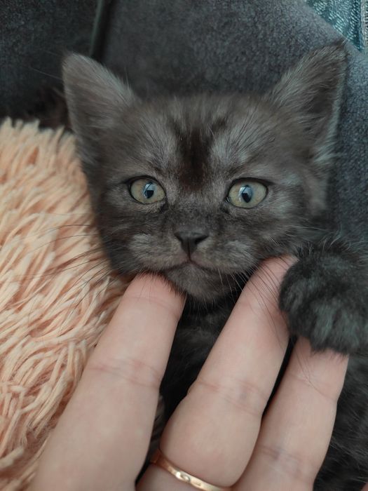 Шотландський прямовухий котик готовий до переїзду