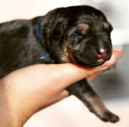 Щенки Немецкой овчарки/ German Shepherd Puppies.цуценята німецької вів