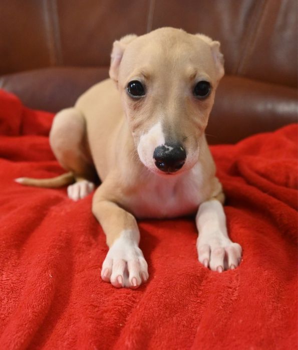 Whippet Chart Angielski-suczka