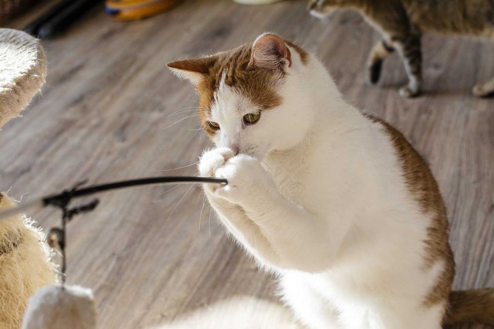 Farcik kochany rudy kawaler szuka domu