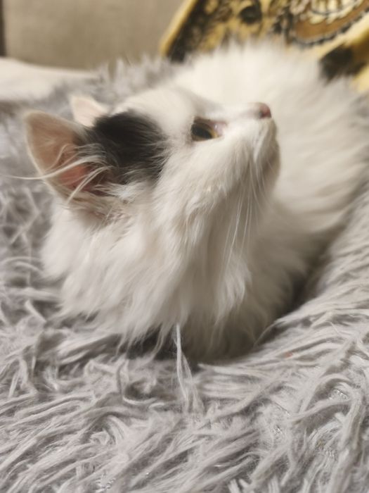 Віддам в добрі руки