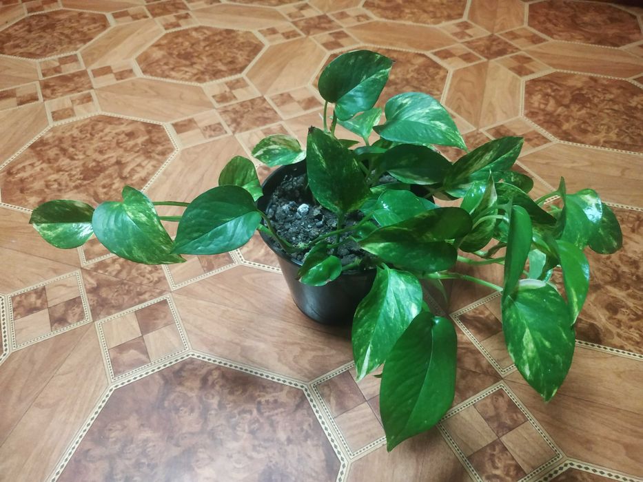 Вазон Епіпремнум Ауреум золотистий Epipremnum Aureum вазон епипремнум