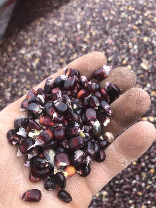 Kukurydza czarna 25 kg wysylka olx