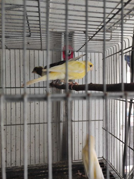 Canários llarguet espanhol premiados 2022