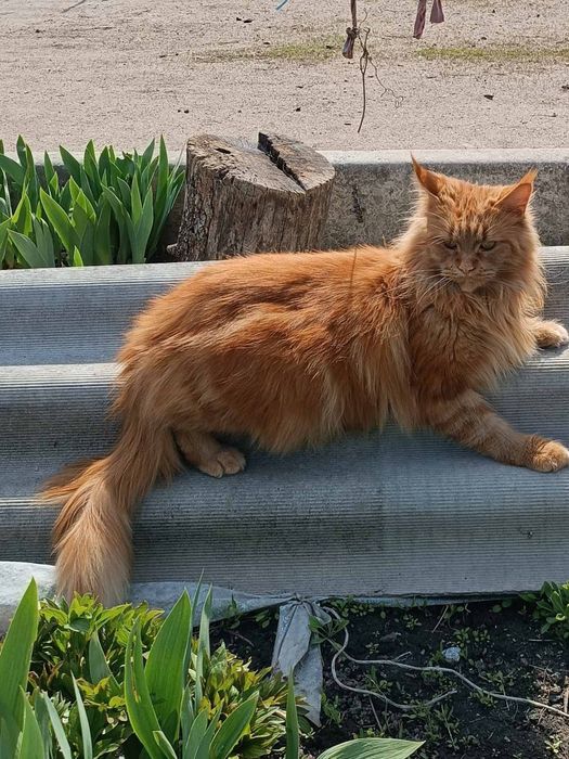 Кошеня Мейн Кун  мейнкун