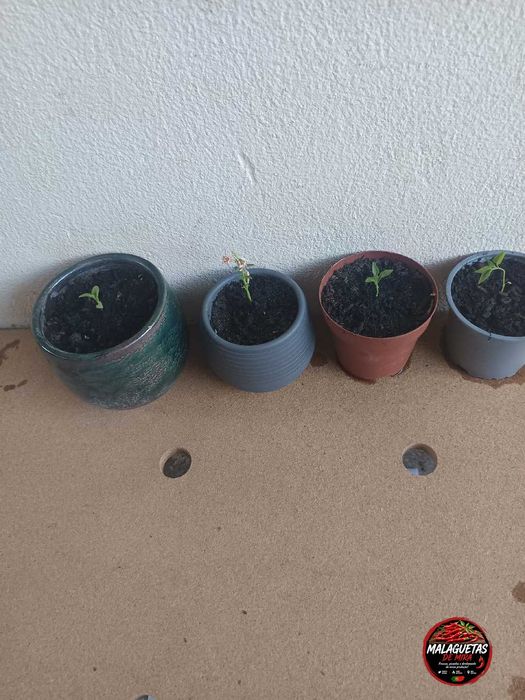 Mudas de Pimenteira Malagueta - Pimentas Frescas da Época - cavadas-mira