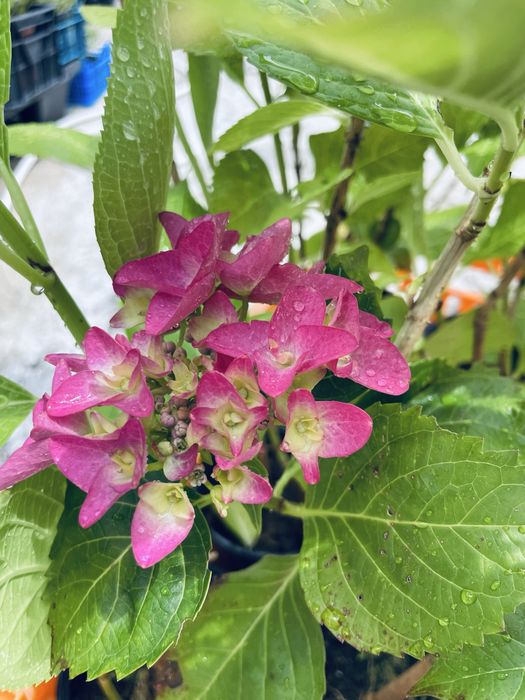 Hortensias box 12 unidades