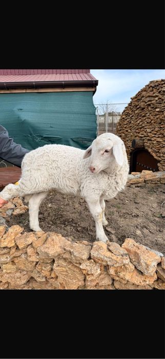 Продаем баранчиков