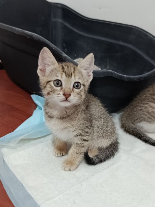 Doação de gatinhas