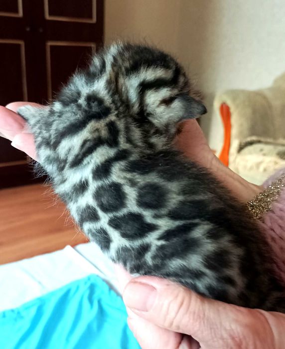 Продажа бенгальских котят