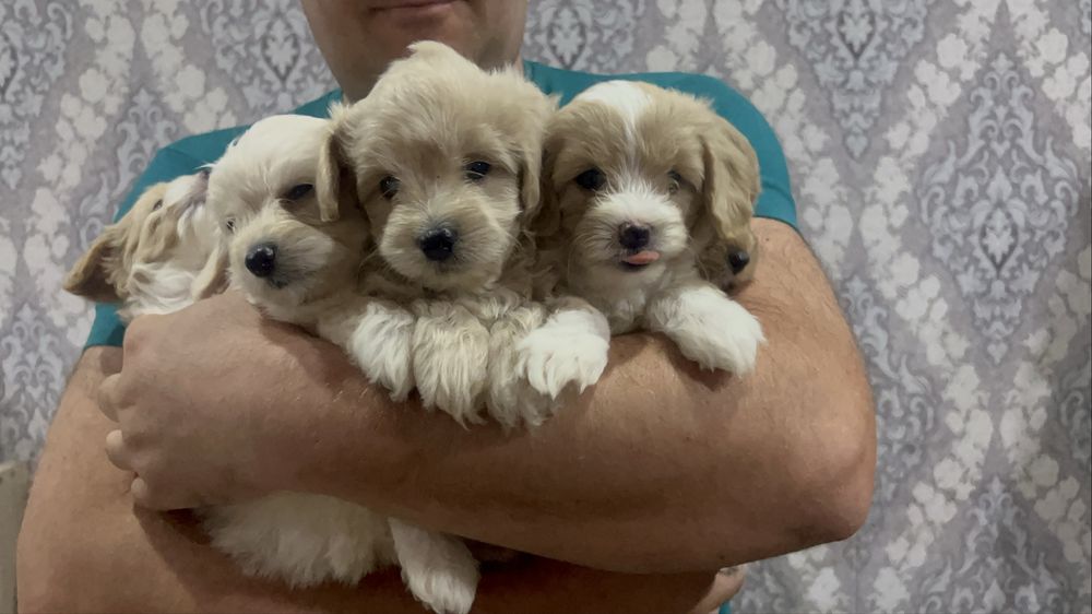 Готові до продажі цуценята Мальтіпу