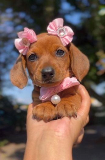 Руді дівчатка і хлопчики.