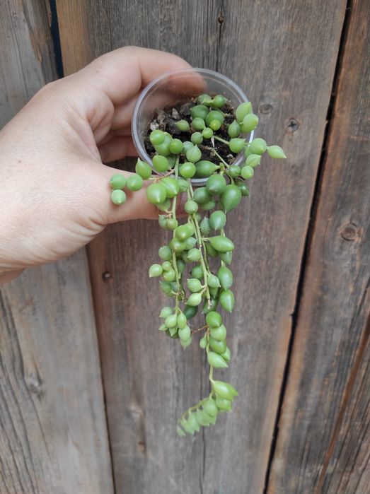 Крестовник Герейна