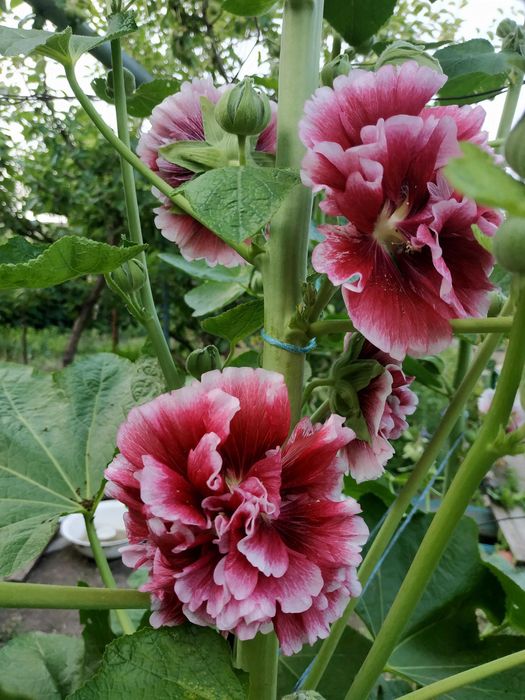 Семена махровой полной мальвы из моего сада