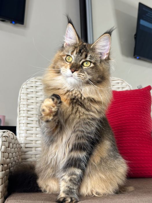 Charlotte-kotka Maine Coon