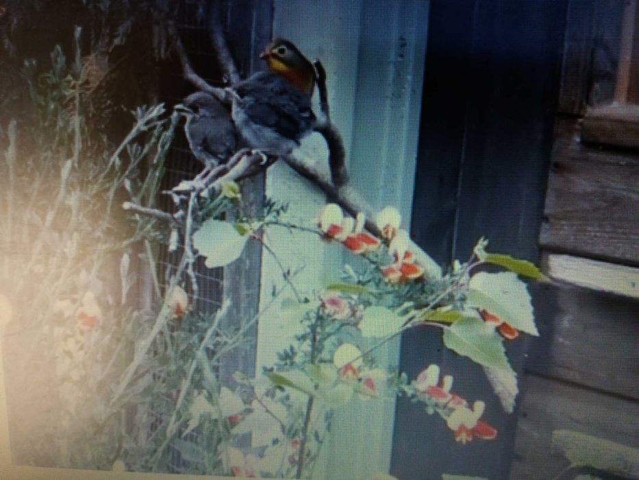 Casal de  aves anilhadas 2024/2025 Outras aves