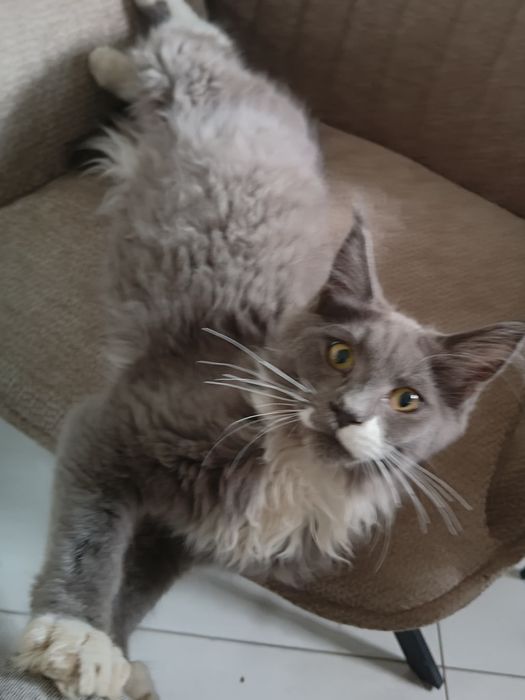 Kocurek Maine coon -Rodowod  FPL