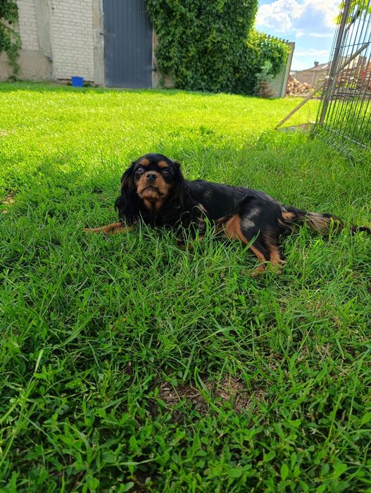 Cavalier king charles spaniel-  piesek
