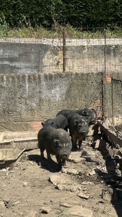 Porcos vietnamitas  para venda – 60 - cada