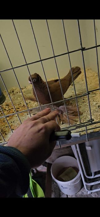 Wywrotek mazurski 2025r samczyk