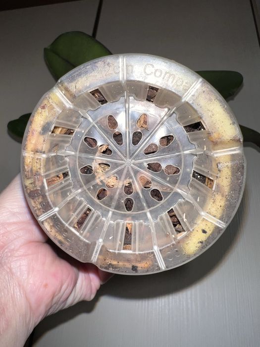 Орхидея. Фаленопсис. Rayka 9.