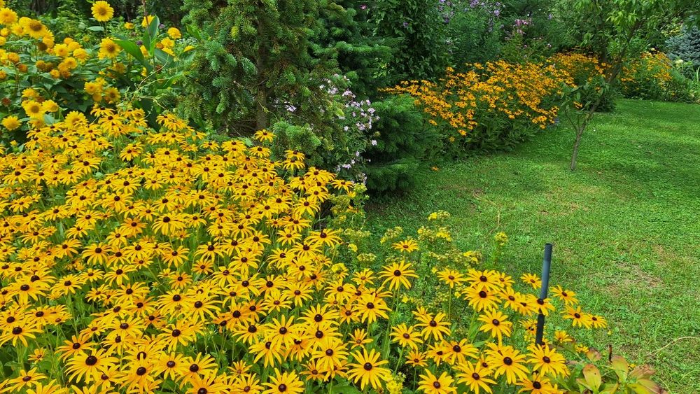 Rudbekia duże  kępy