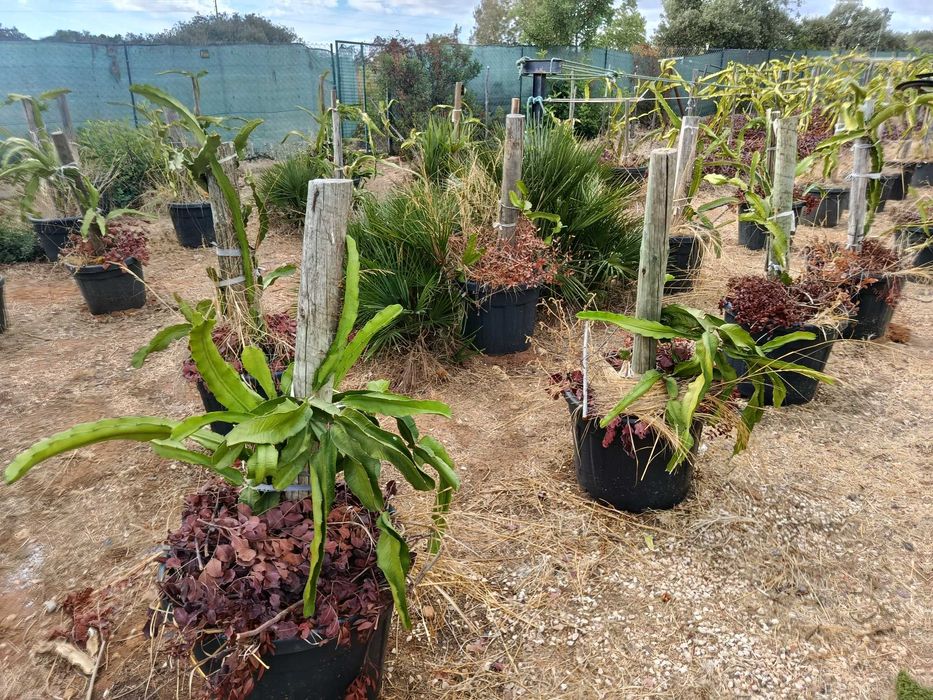 Plantas de Pitaya grandes já a produzir