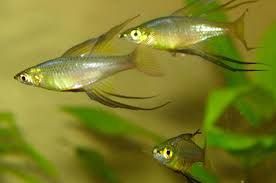 GB Tęczanka filigranowa, tęczanka Wernera (Iriatherina werneri)