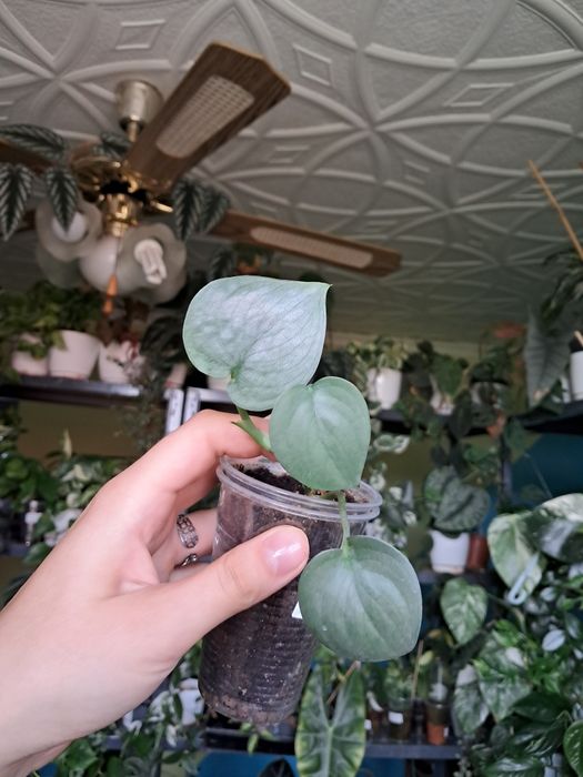 Scindapsus silver hero ukorzeniona sadzonka