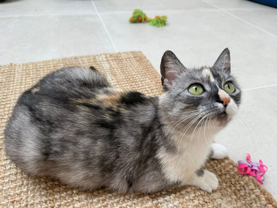 Do adopcji poleca się Dymcia