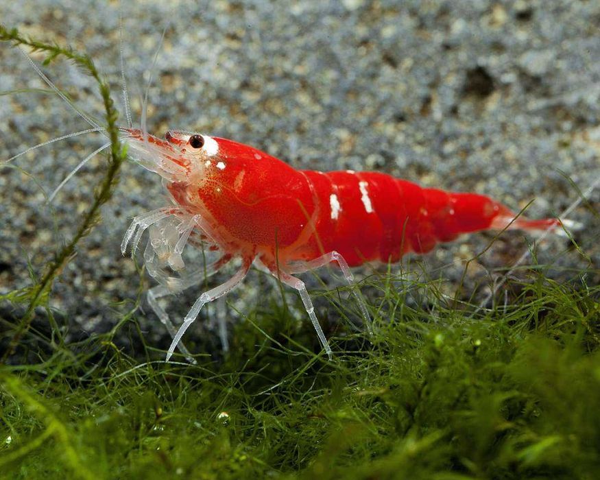Krewetka Super Red Sklep Zoologiczny Żyrafa Kraków