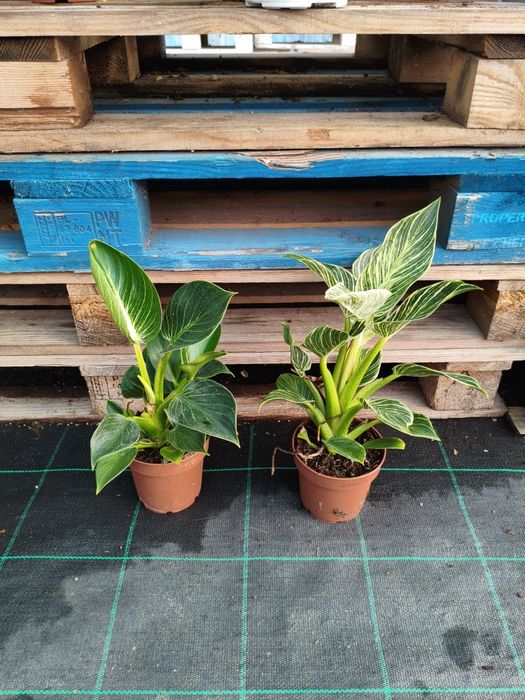 Philodendron White Measure - planta em vaso