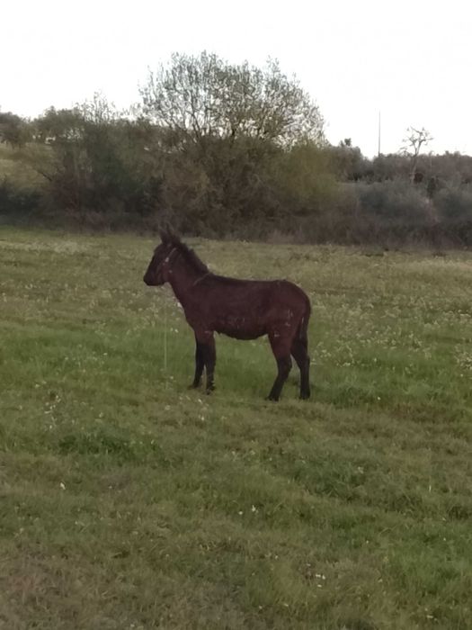 Burrinha para quinta muito meiga