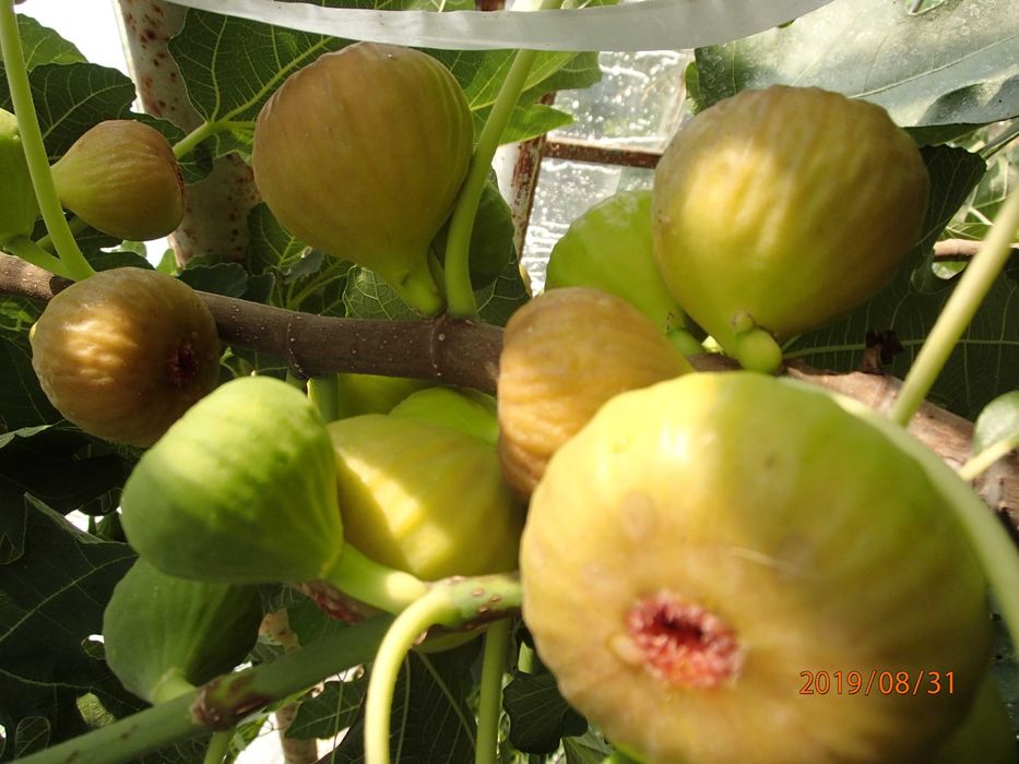 Drzewko figowe odm Brown Turkey