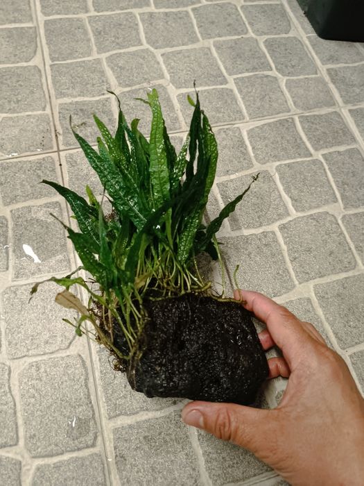 Feto de Java mini com rocha