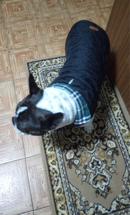 2 casacos de bulldog frances