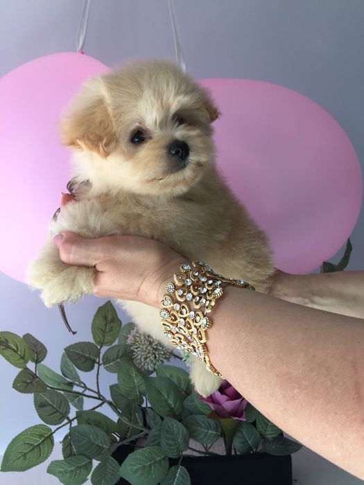 Помапу — Дівчатка, які змінять вашу реальність