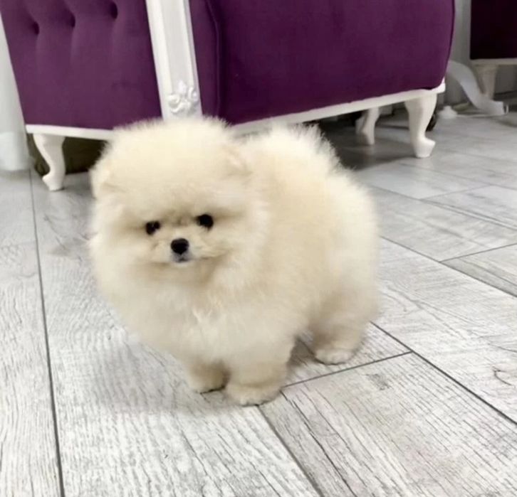 Маленькие чудесные шпицы