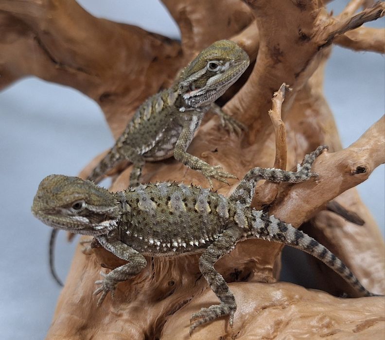Agama brodata młoda Wołomin
