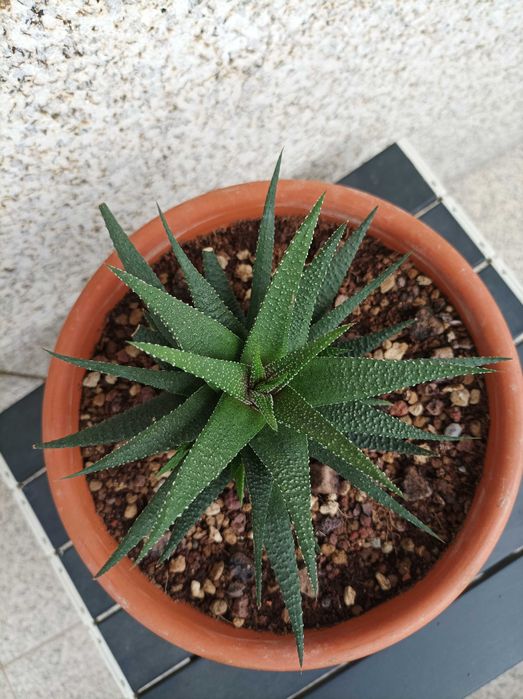 Haworthiopsis attenuata var. radula