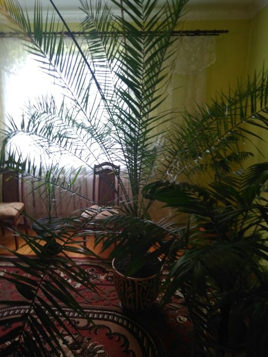 Продам ПАЛЬМУ фінікову,велику