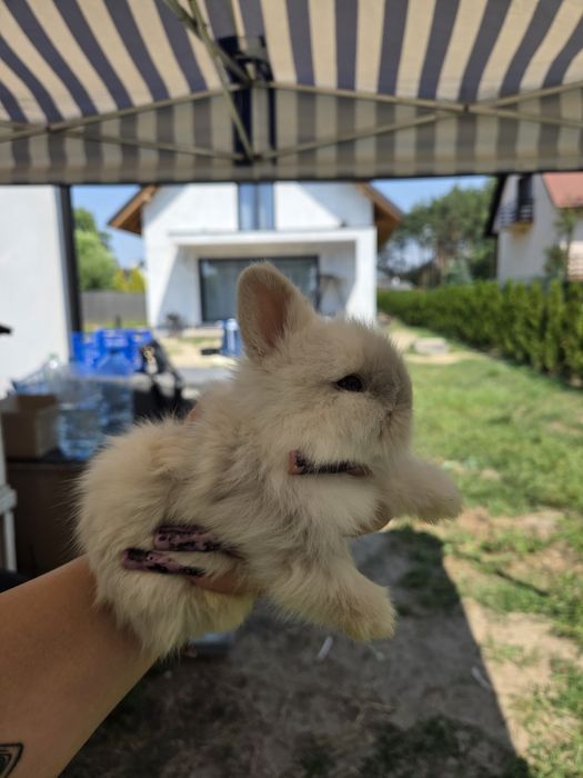 Króliczki karzełek teddy
