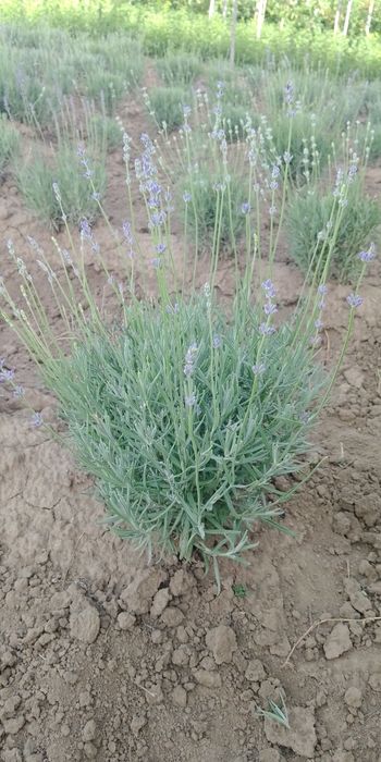 Лаванда Королівська опт