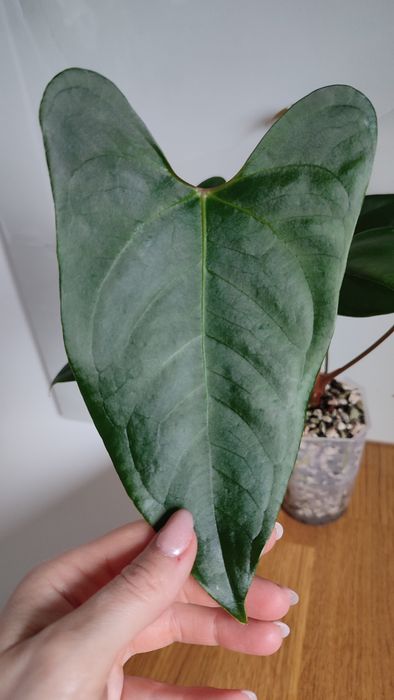 Anthurium portillae