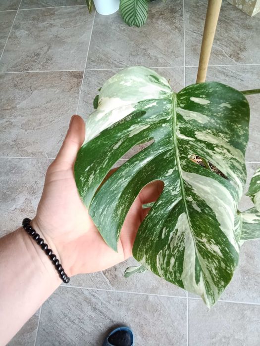 monstera variegata