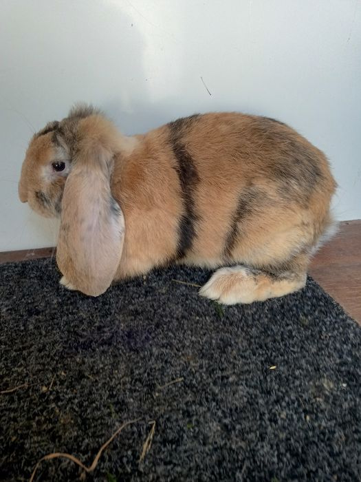 Французький баран (фб)  арлекін самець самка кролі-кролики