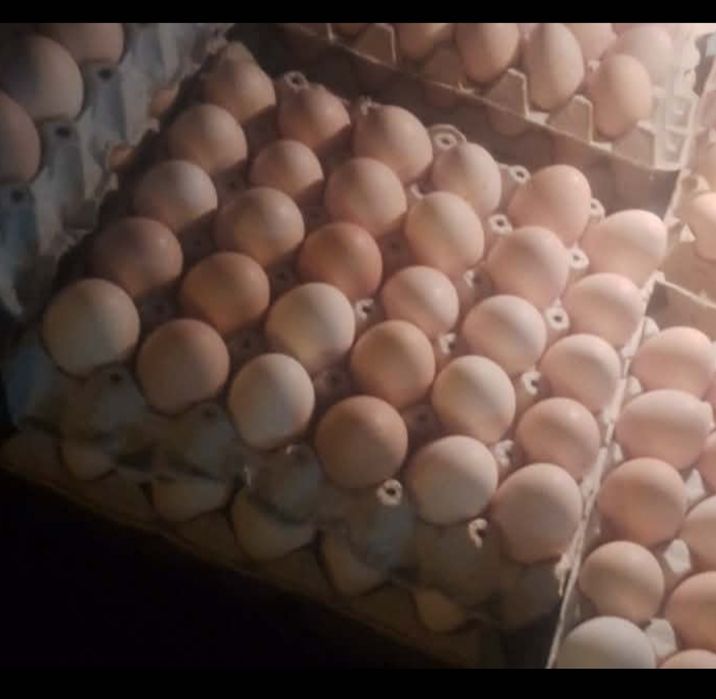 Jajka wiejskie z wolnego wybiegu