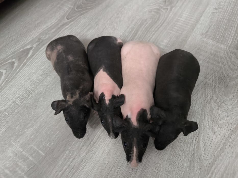 Świnki morskie łyse samczyki ! Świnki łyse!